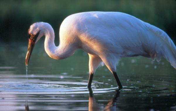 International Crane Foundation